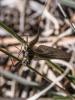 Rhithrogena sp.
